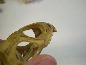 Media type: image;   Herpetology R-4702